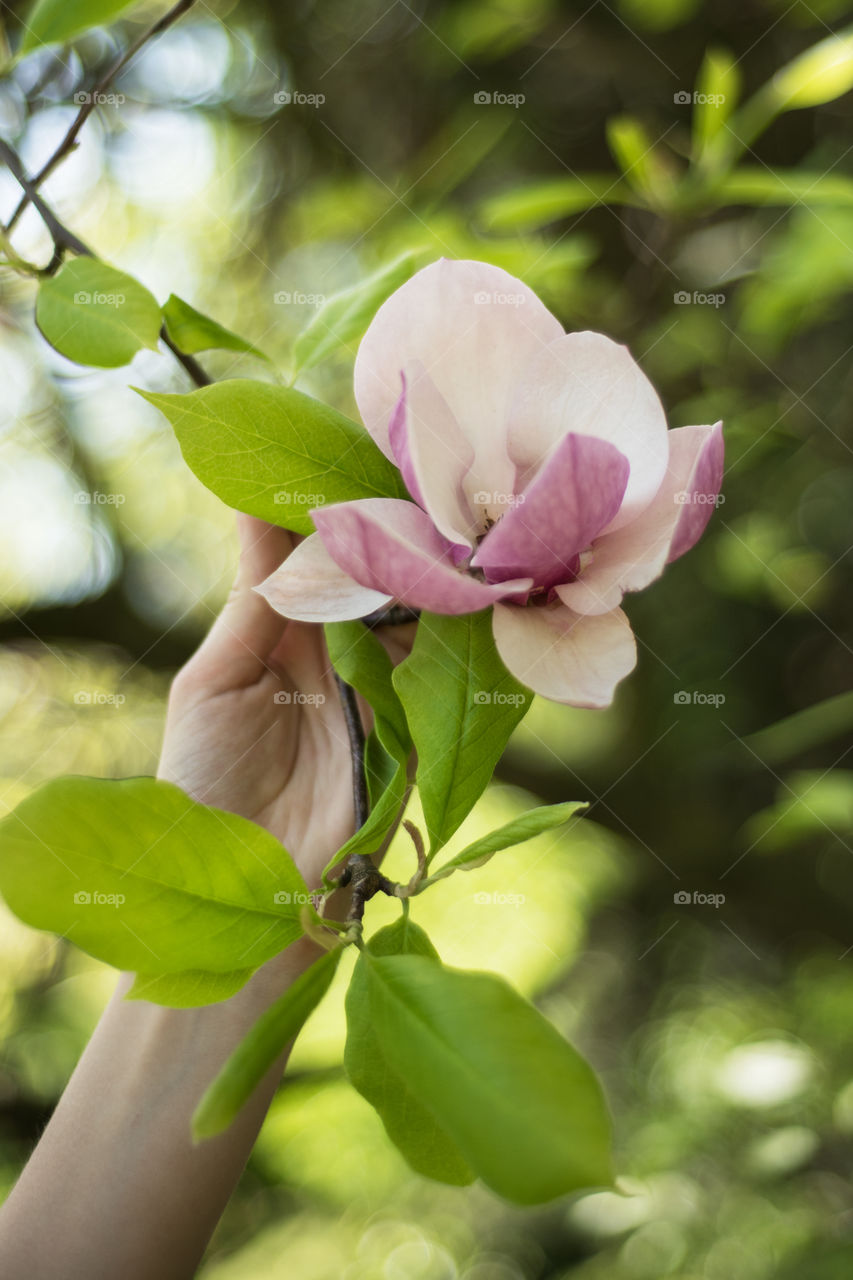 Magnolia flower 