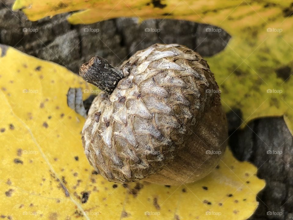 Acorn and fall leaves