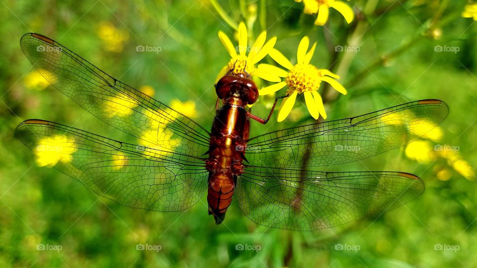 Maravilhosa libélula ficou imóvel sugando o néctar da flor, pude fotografar com capricho.