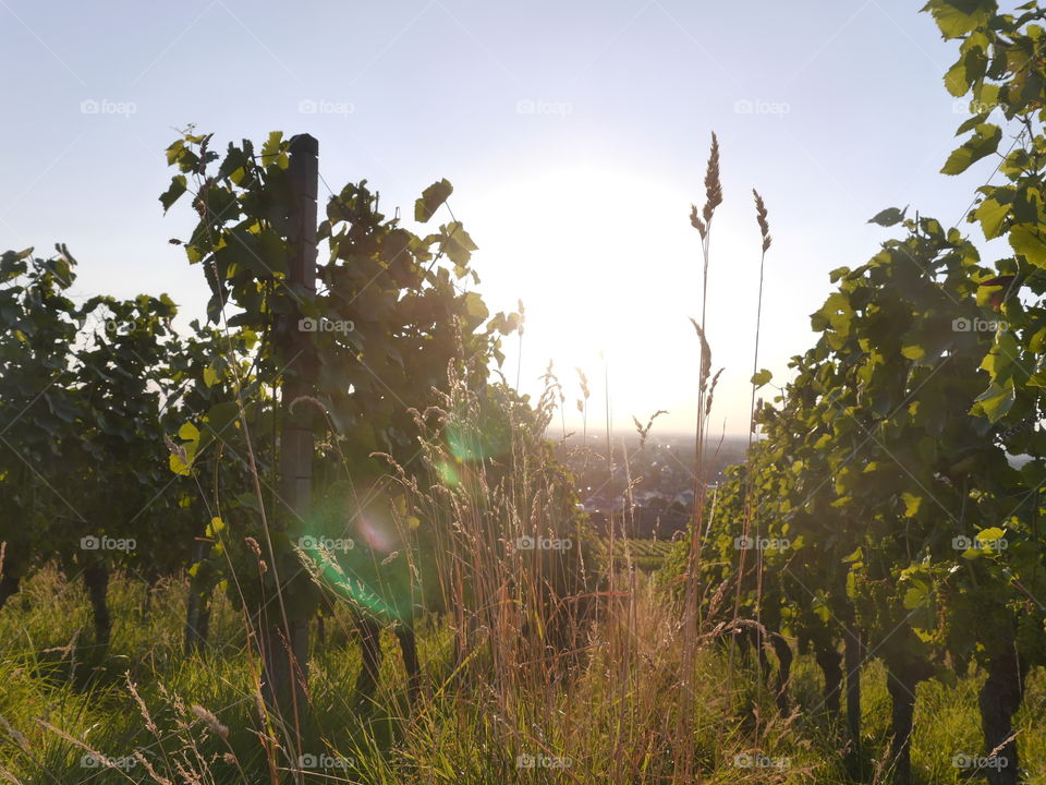 Vine and Sun