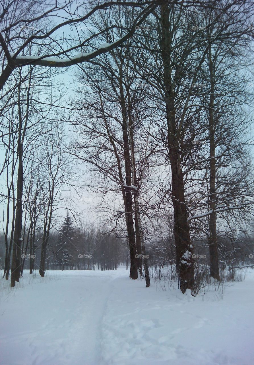 Winter, Snow, Cold, Weather, Tree