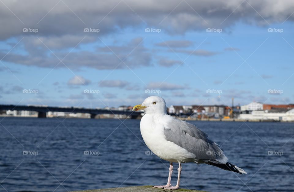 Close-up of bird near by sea