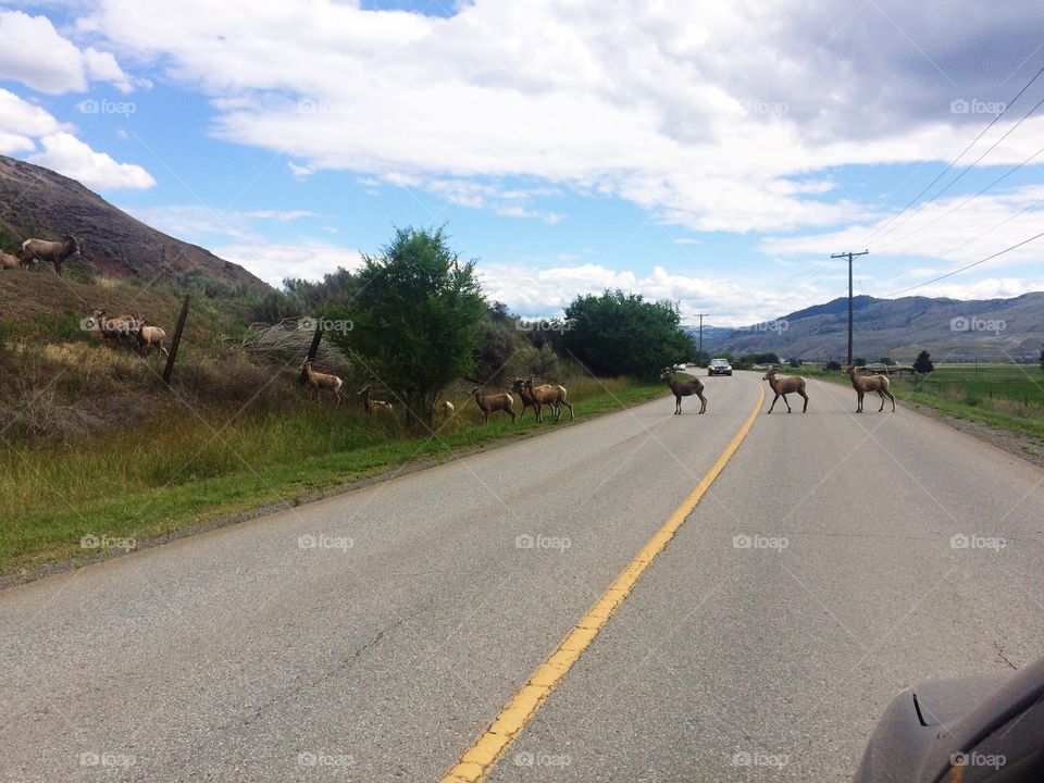 Mountain goats crossing the road! 