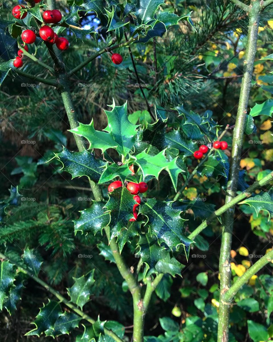 Red berry and dark green leafs 