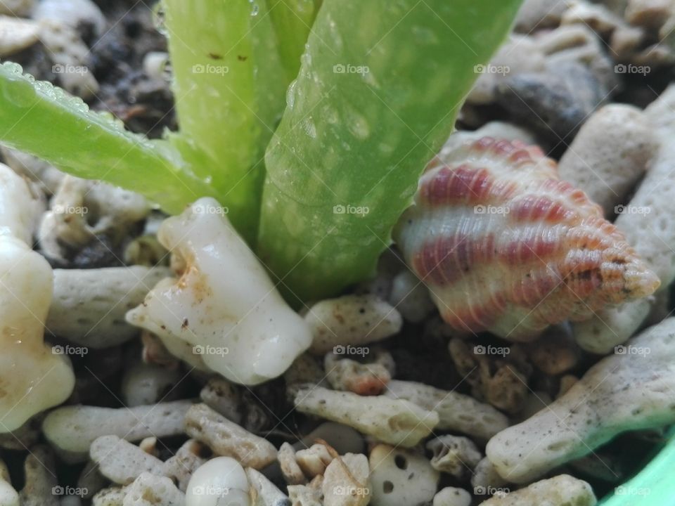 shells on a pot