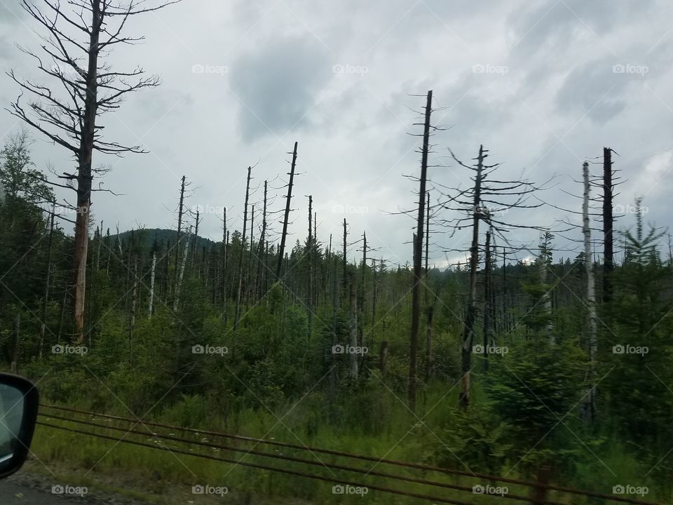 Nature, Wood, No Person, Landscape, Tree