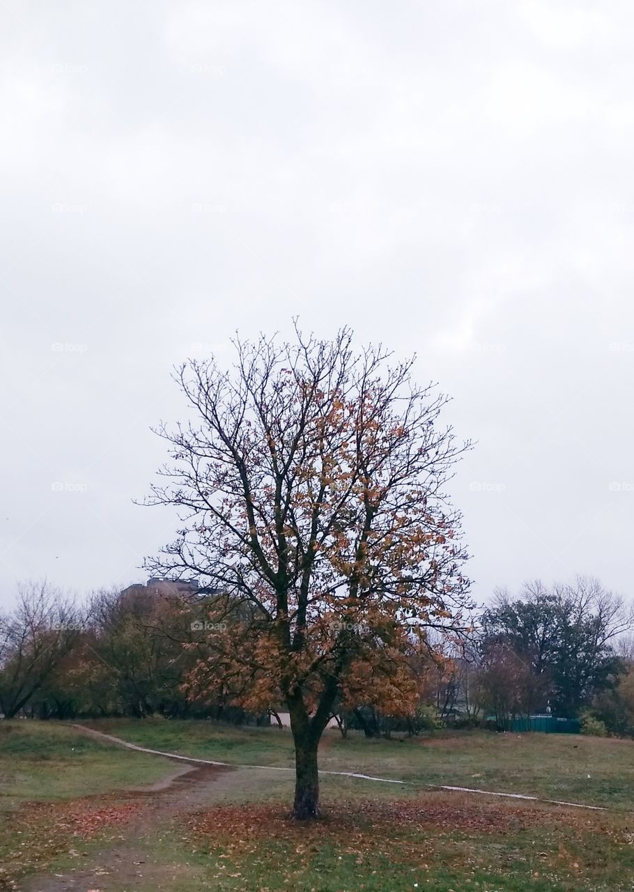 Autumn Tree On The Field Park