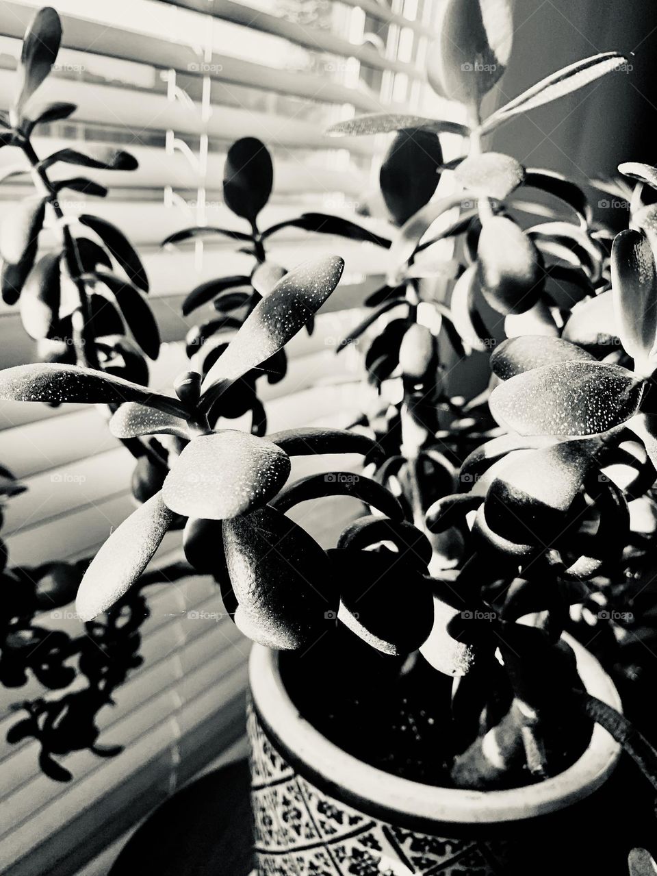 B&w succulent 