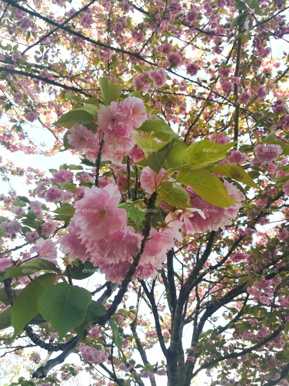 Roses