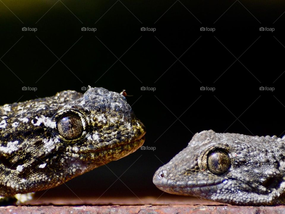 Closeup of two lizards