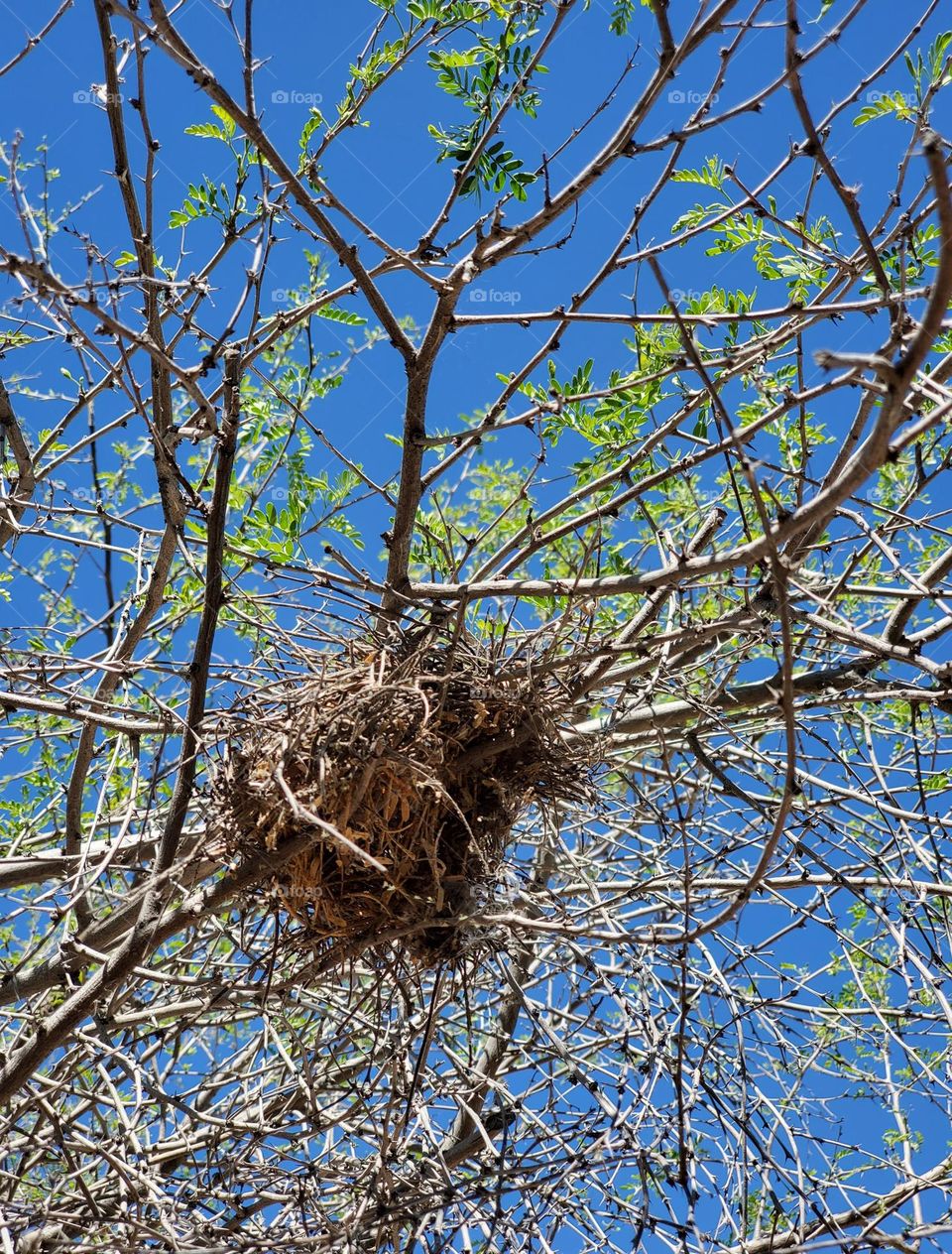 Bird's Nest Amidst Spring Buds