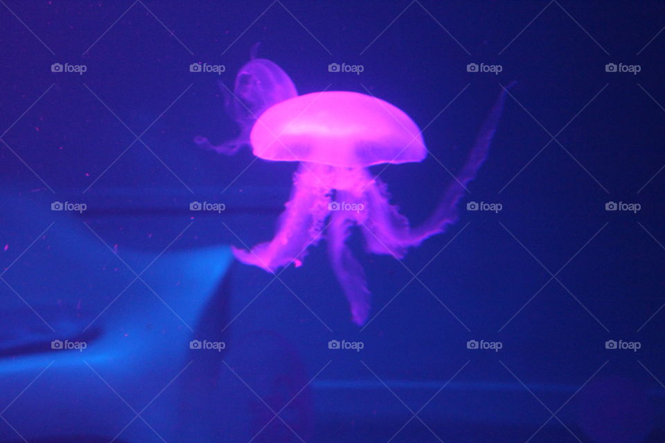 jellyfish