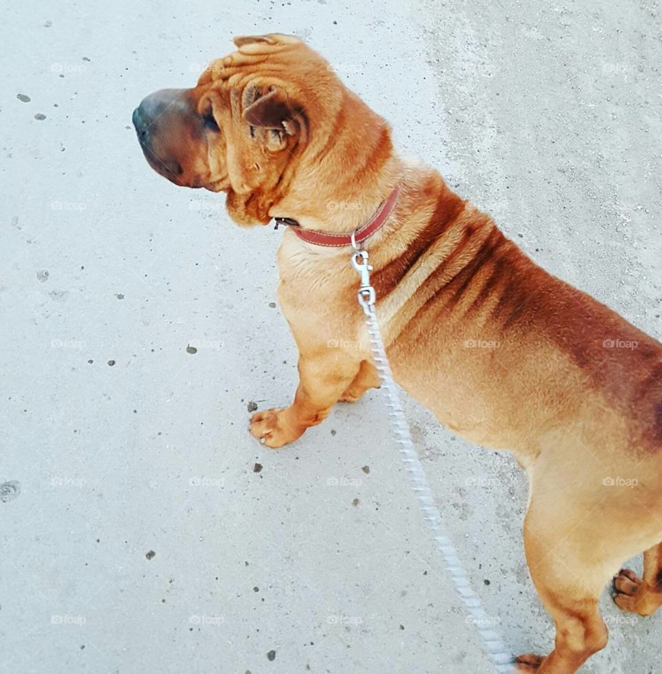 Strong Sharpei