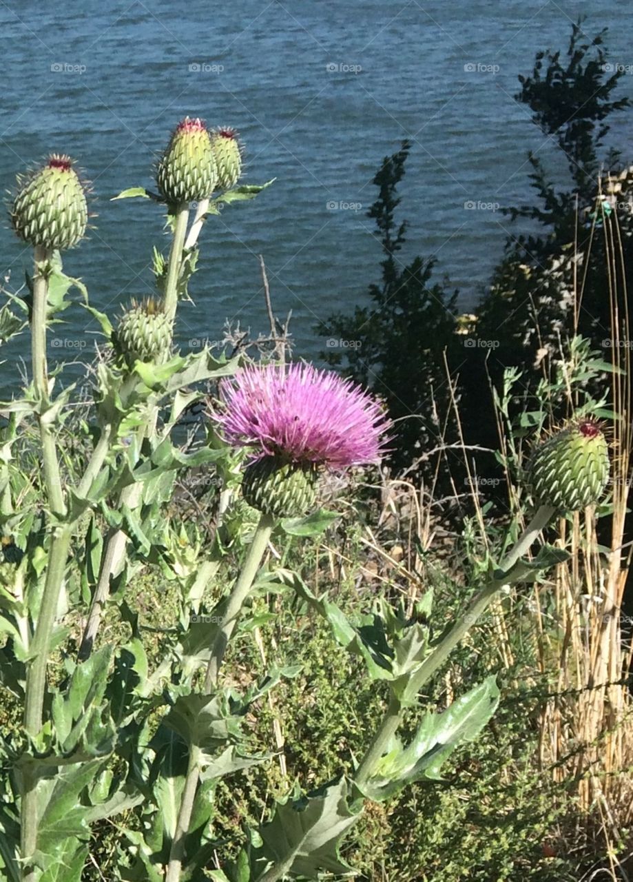 Thistle