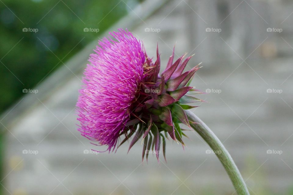 Isolated side-view closeup of a Nodding Thistle or Milk Thistle flower head against a blurred weathered wooden shed
