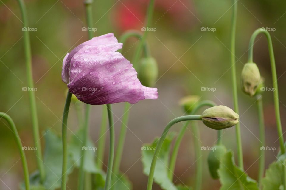 close-up flower background Lilac poppies after the rain, poppy heads bent in the wind to one side of the bud and blossoming flower, the mood of early spring