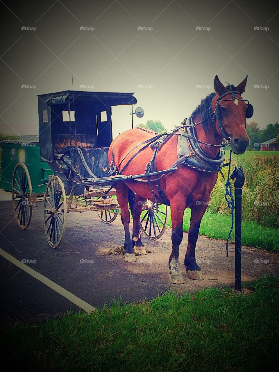 Amish Horse & Buggy. A horse-drawn carriage used by an Amish family. 