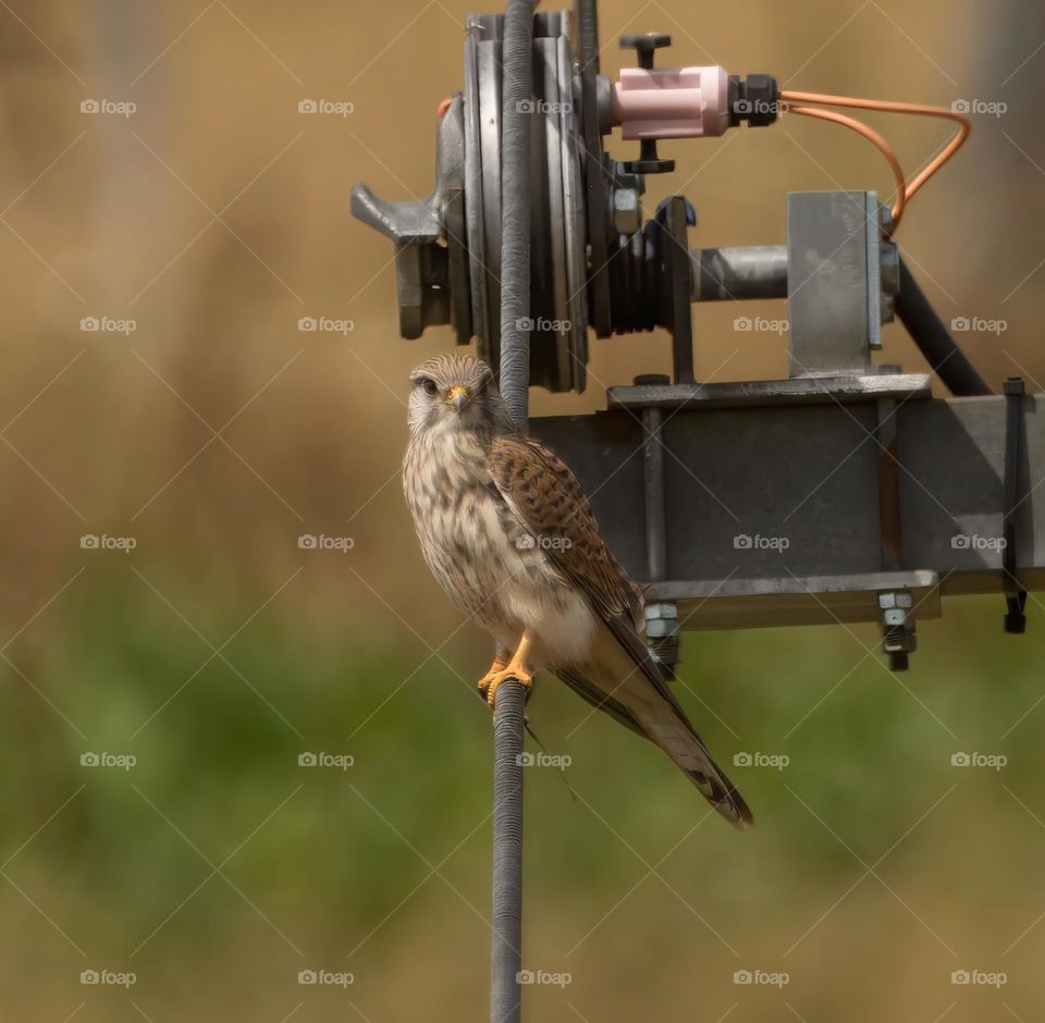 Bussard