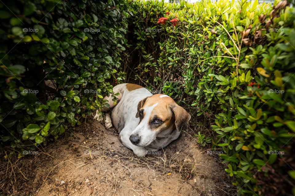 Cute dog in the garden