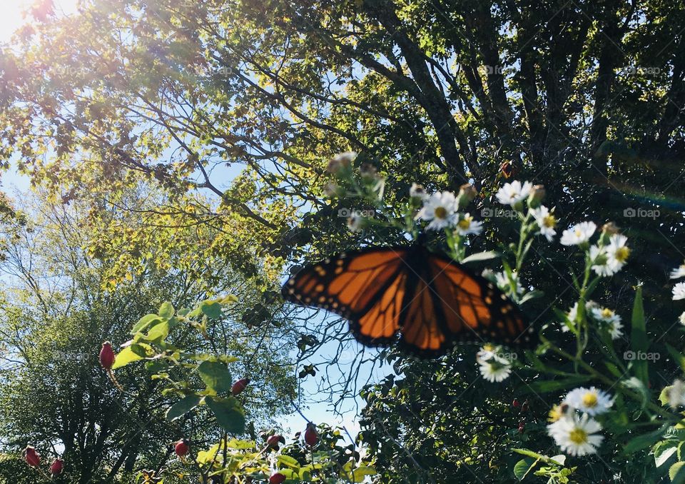 Monarch butterfly on snowy asters in Autumn
