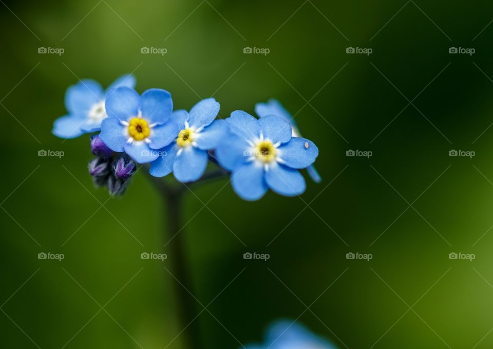 closeup of beautiful tiny blue flowers