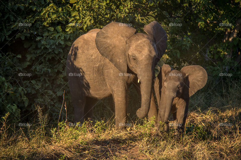 Elephants 