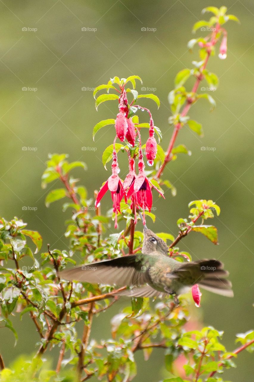 Colibri feeding in the wild from flowers, Patagonia, Chile.