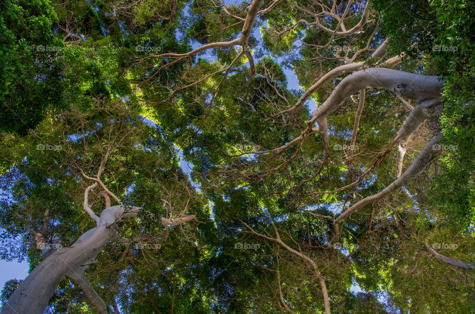 La Gomera trees . Canaries trees 