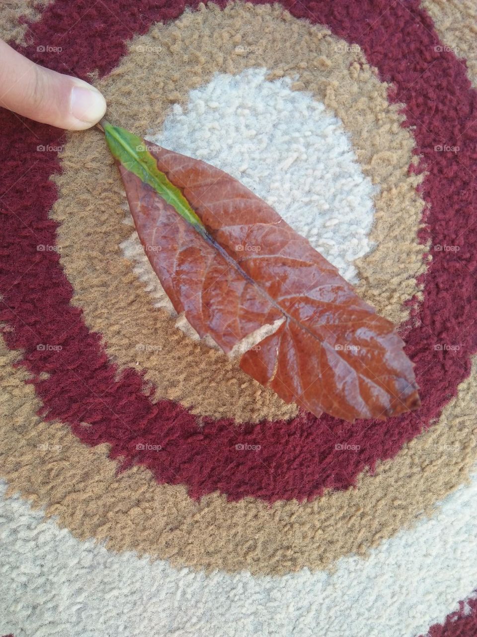 Beautiful leaf and magic carpet.