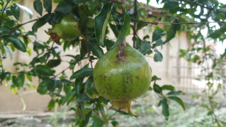 Leaf, Fruit, Tree, Nature, Food