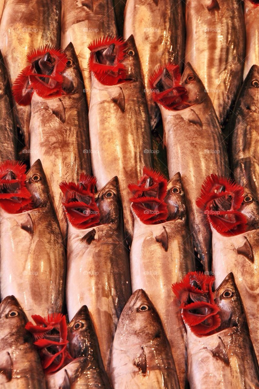 Fish for sale with gills on display