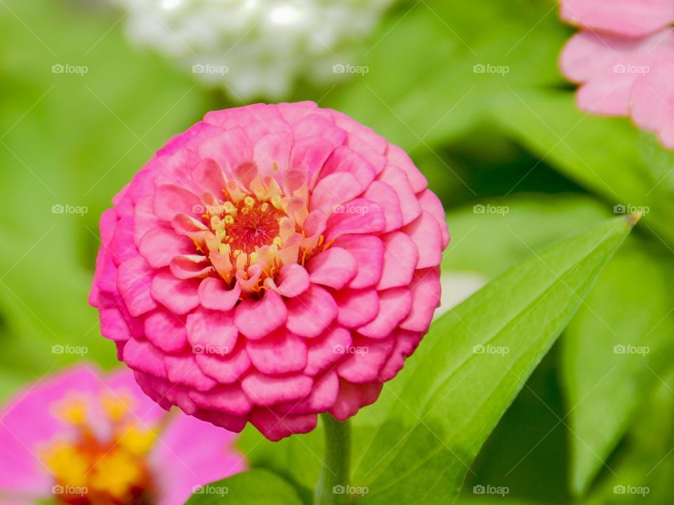 Blossom of pink zinnia flowers