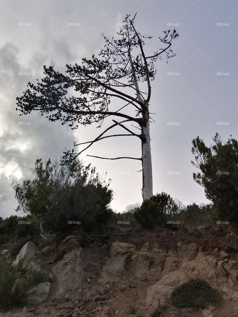 An old pine tree