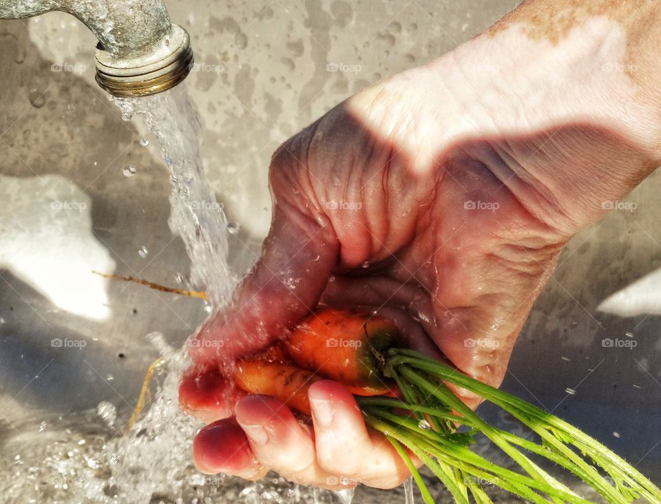 Hands holding carrots fresh from the garden