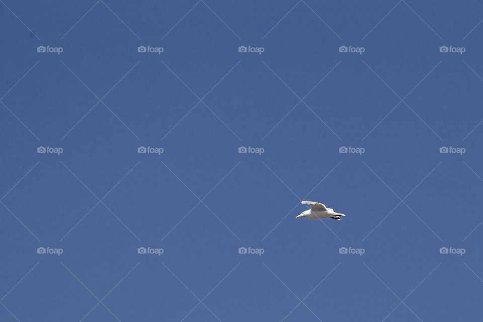 seagull in the sky