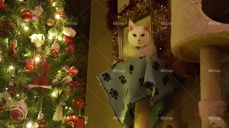 My cat on his wonderful cat tree next to our Christmas tree.