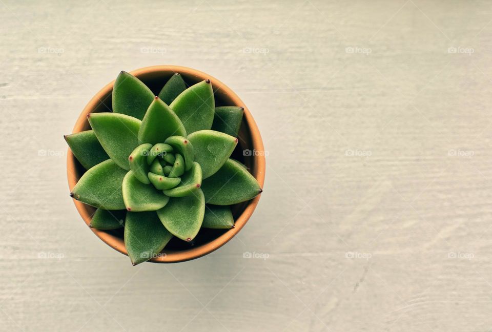 Green succulent in vase on white wooden background