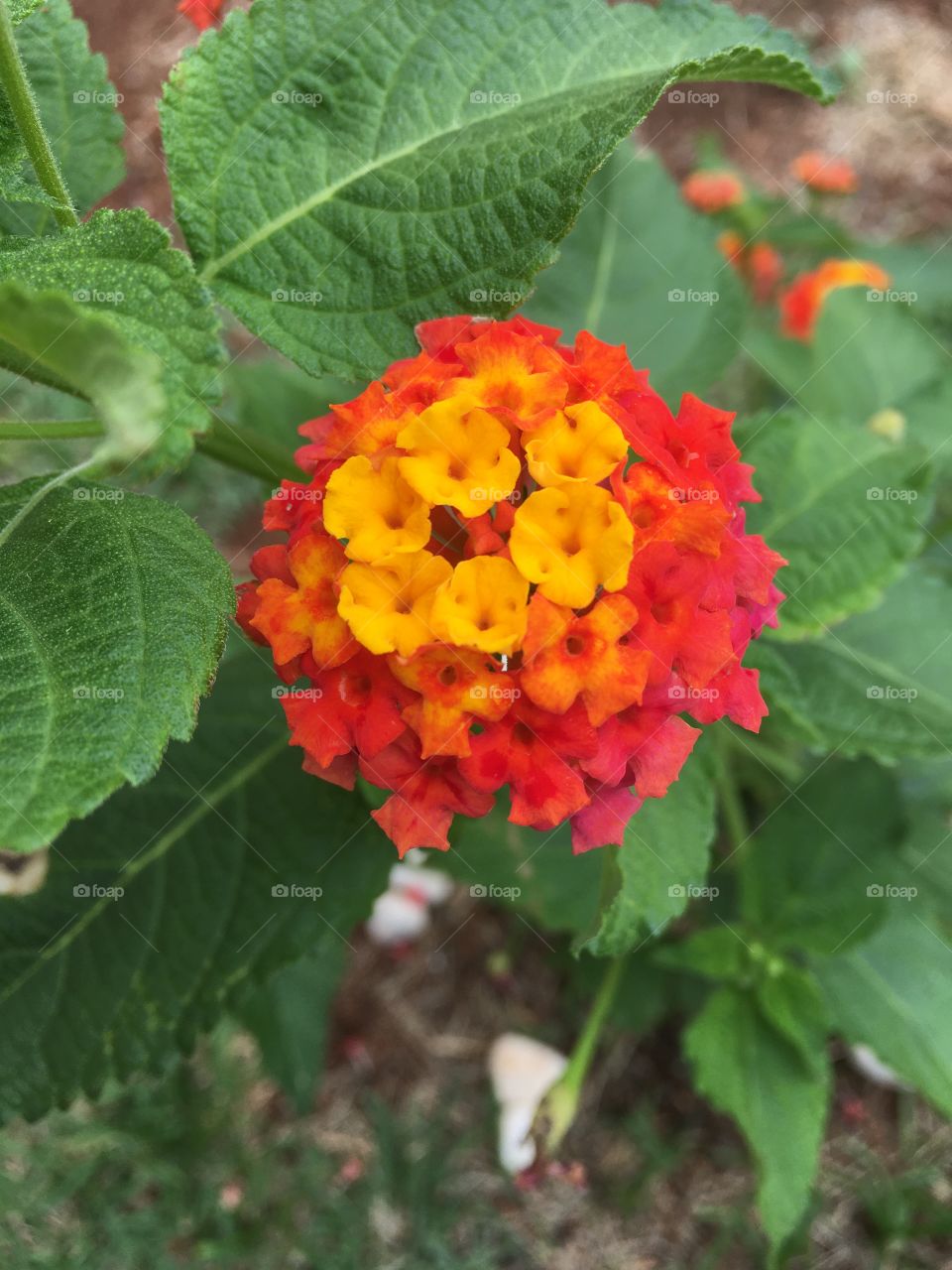 🌹 🇺🇸 Very beautiful flowers to brighten our day.  Live nature and its beauty. Did you like the delicate petals? / 🇧🇷 Flores muito bonitas para alegrar nosso dia. Viva a natureza e sua beleza. Gostaram das pétalas delicadas? 