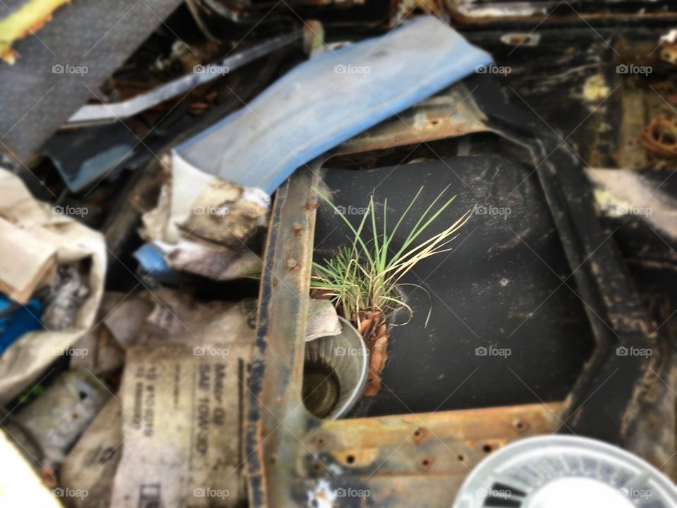 Life finding a way to live in an abandoned car in Florida 