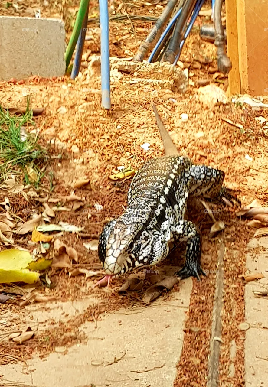 teiú lizard - lagarto teiú
