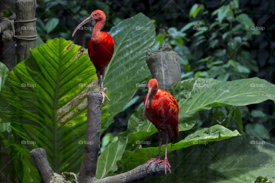 Ibis  tropical red birds - två röda fåglar 
