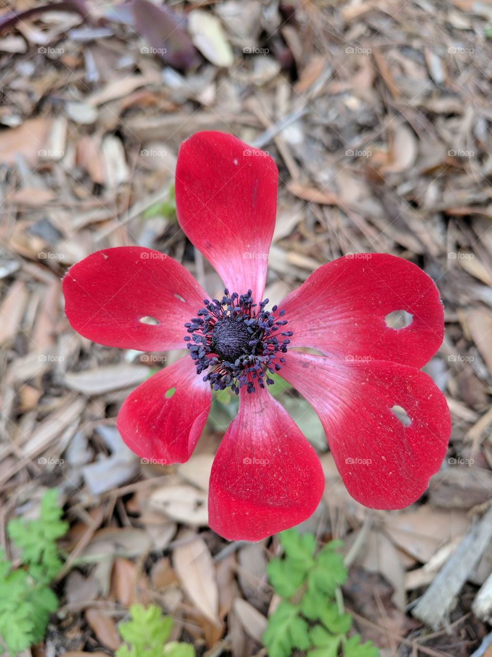 line flower