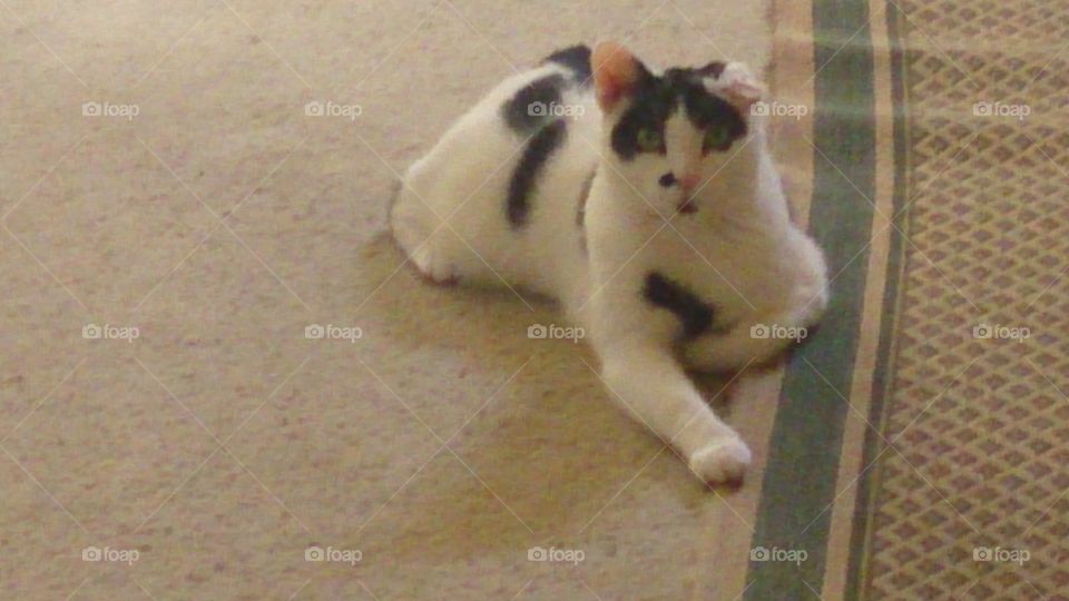 A mixed American short hair cat relaxing on the floor, looking at the camera. His arm is outstretched and is laying on carpet.