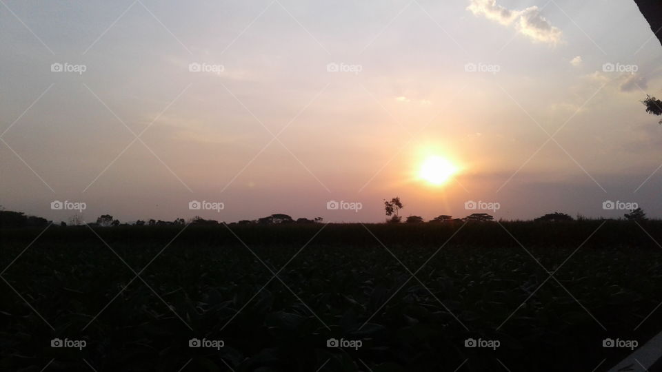 the sun sets over the corn tree