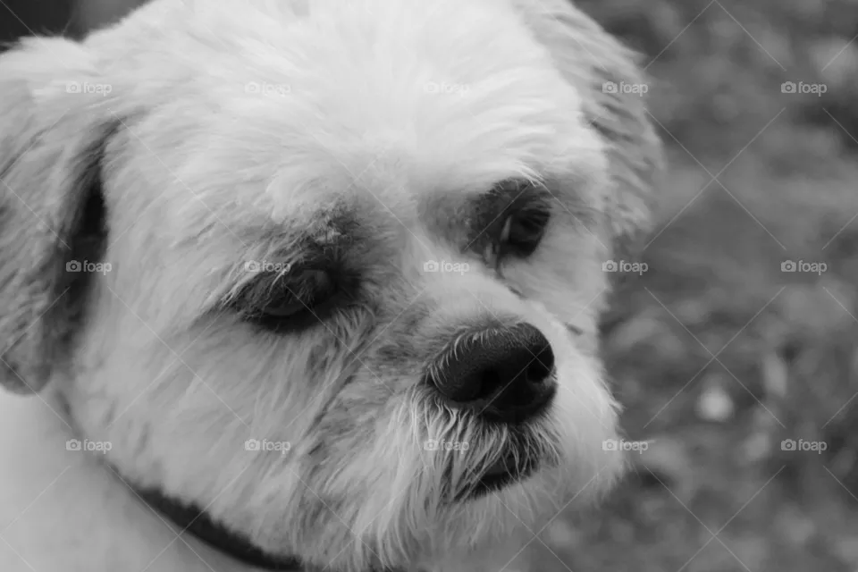 dog