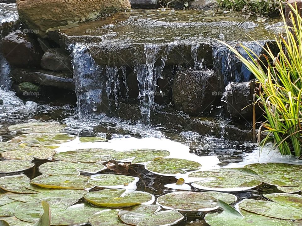 Pond/ water