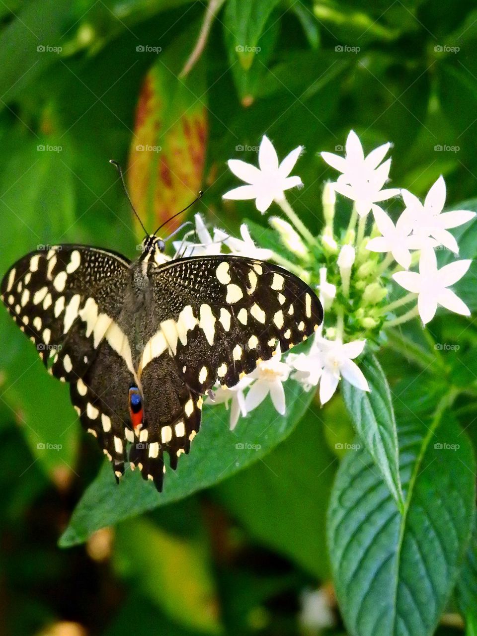 Majestic butterfly