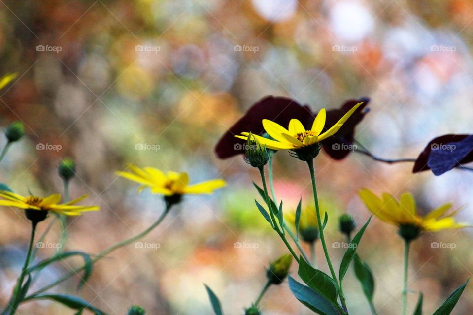 Sun flowers. Multicolored background