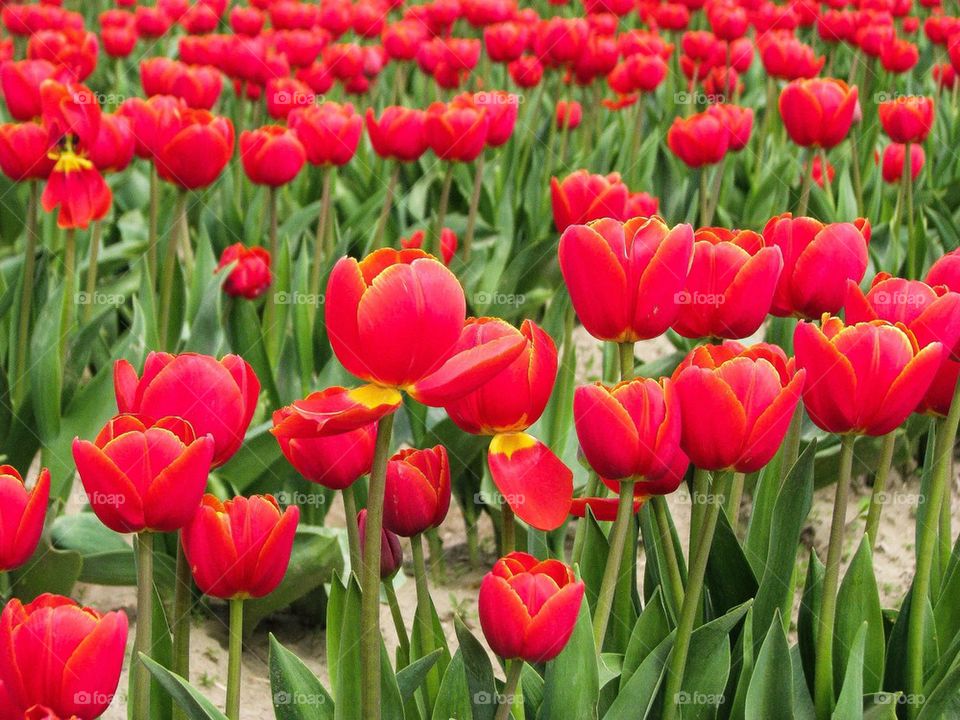 Tulips