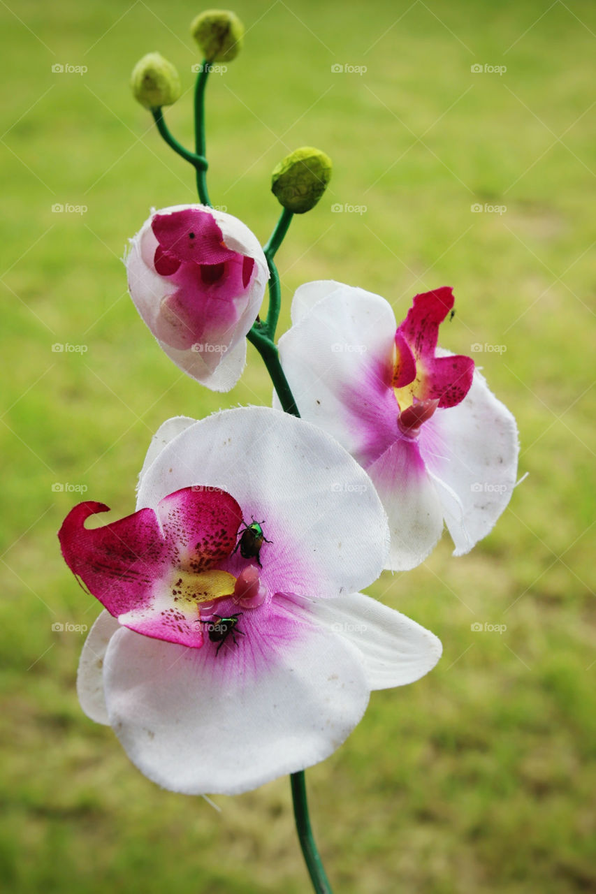 Orchid Flower